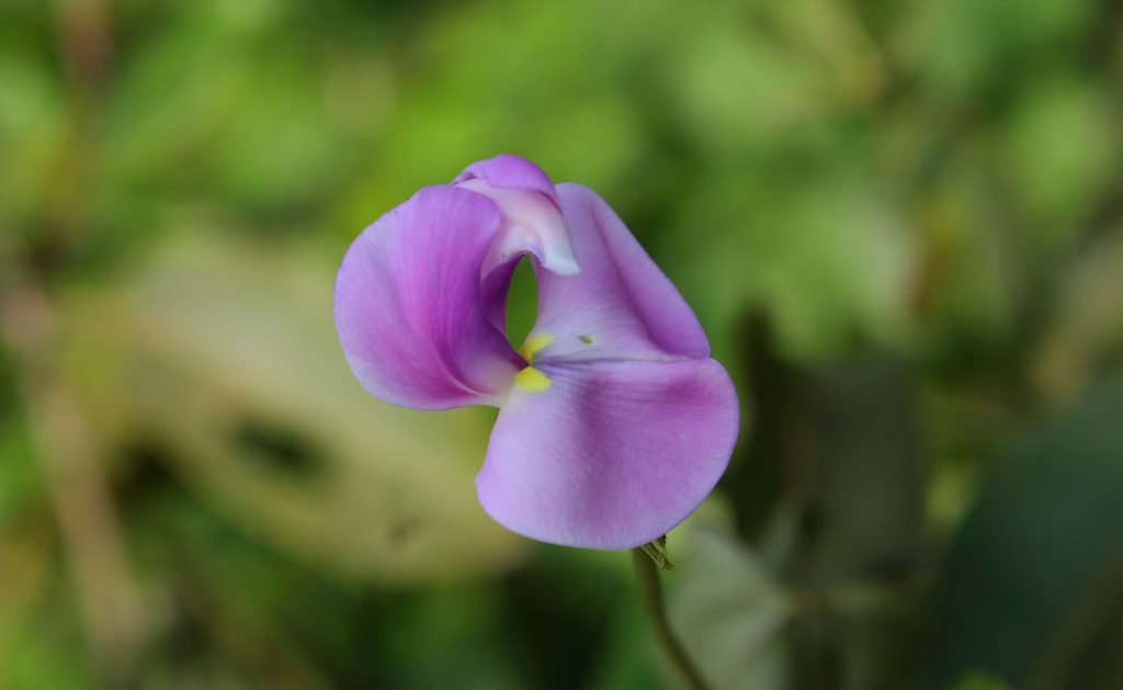 The Flowers of Kaas – BNHS Blog
