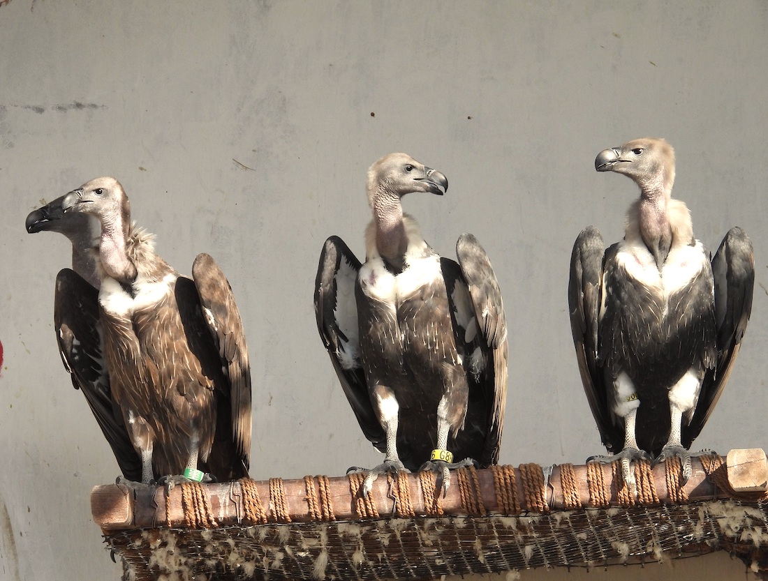 Restoring Critically Endangered Vulture Populations In India With Captive Conservation Breeding