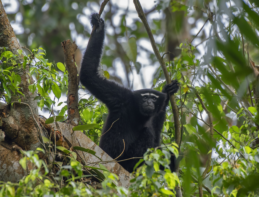 Linear Infrastructure Fragments One Of The Last Homes Of India’s Threatened Ape Species – The Western Hoolock Gibbon