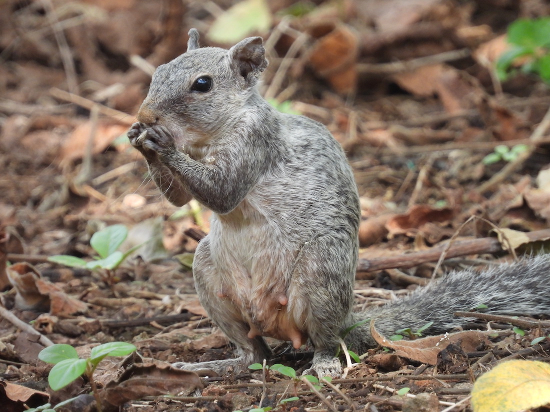 An Attractive Oddity Or A Doomed Rarity: The Case Of Leucism In The Northern Palm Squirrel