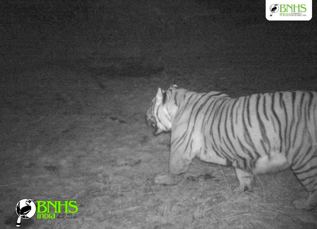 BNHS camera trap record of tiger in Pangolakha Wildlife Sanctuary at 3,640 m.