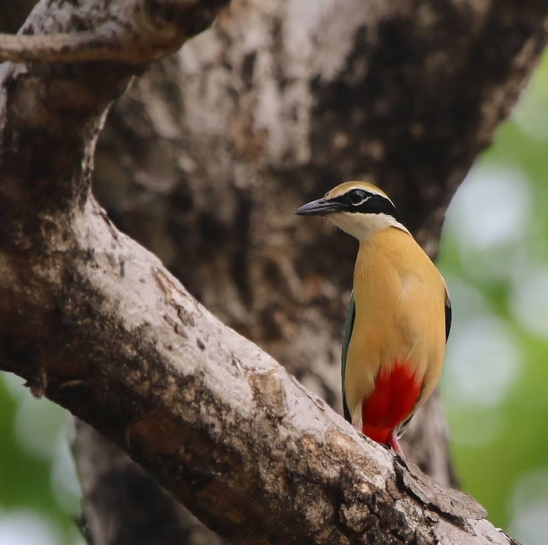 Indian pitta in CEC-BNHS