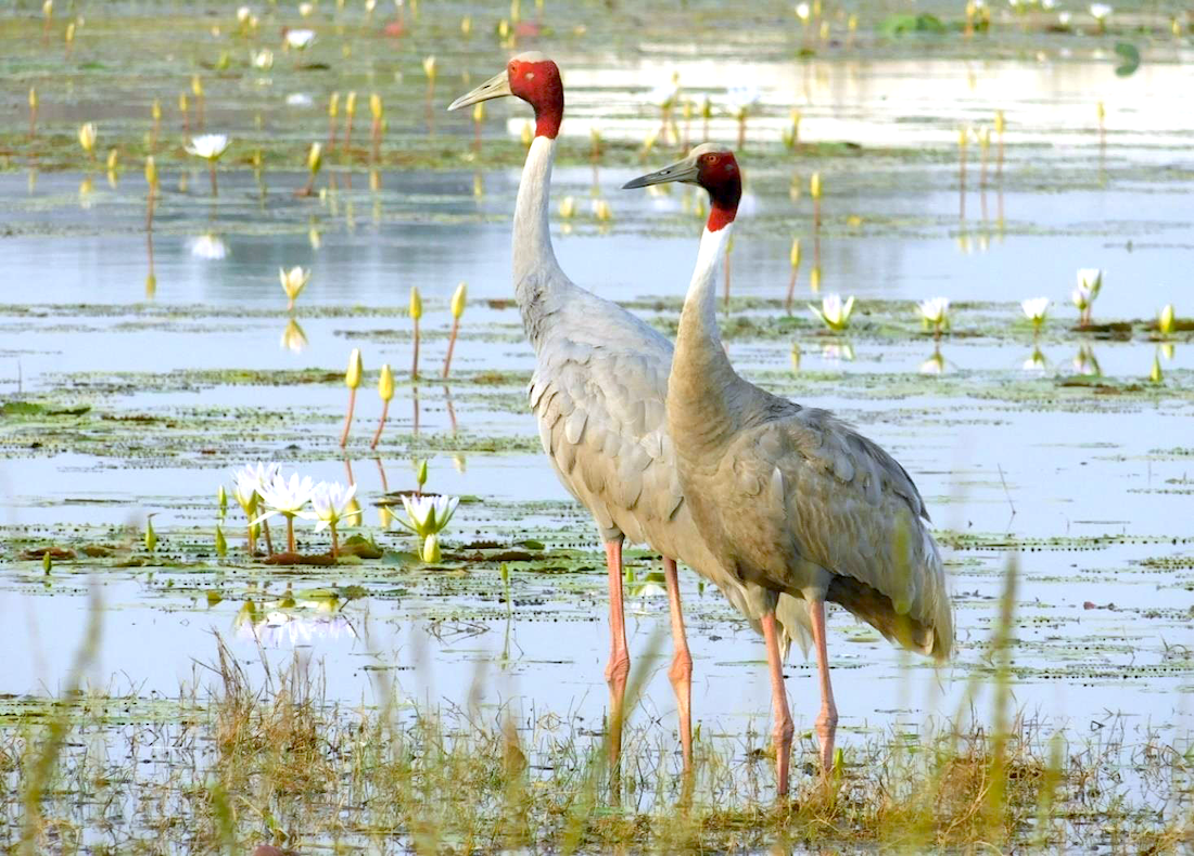 BNHS Launches Study To Save India’s Loved And Revered Sarus Cranes In Vidarbha, Maharashtra