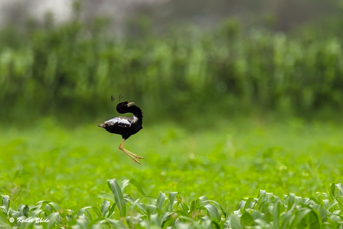 Lesser Floricans, The Vanishing Birds Of The Disappearing Grasslands