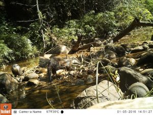 Meet The BNHS Scientist Studying The Secret Lives Of Otters In India