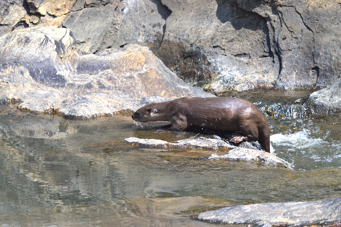 An otter in the Moyar River