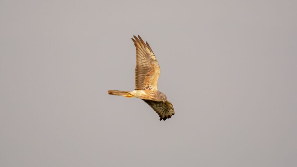 Eyes locked, wings steady, the Pallid Harrier sweeps the skies in silent pursuit of its prey.