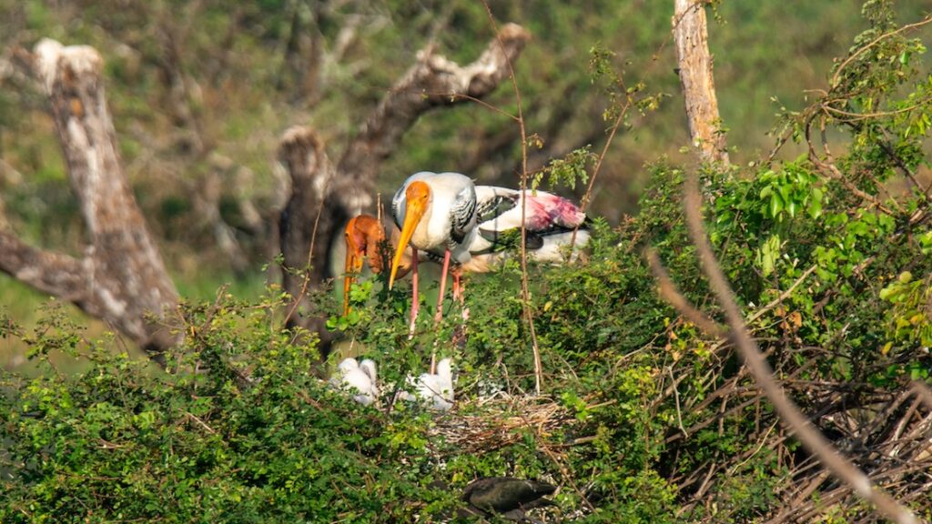 Painted Stork parents 