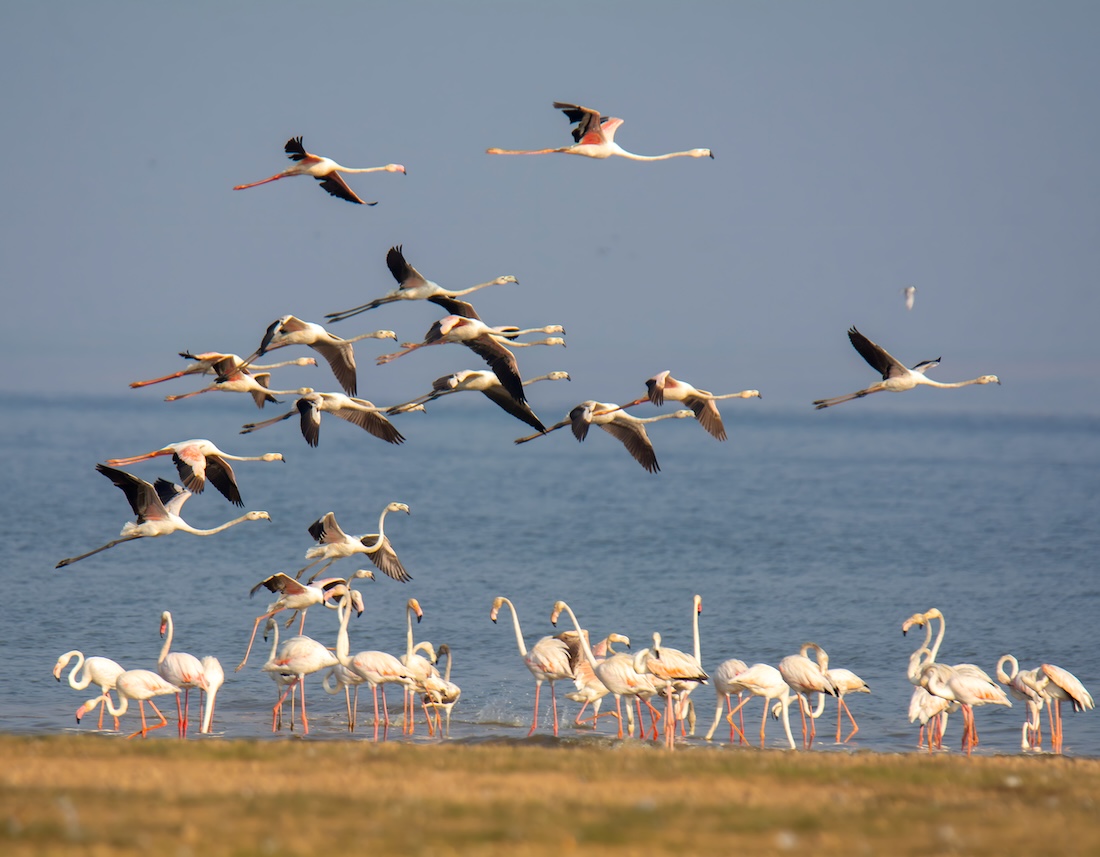 Flamingos in flight