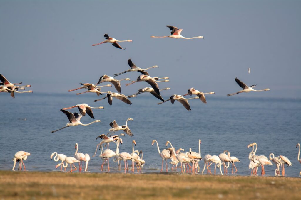 Greater Flamingos at the Tungbhadra Dam_backwater area.