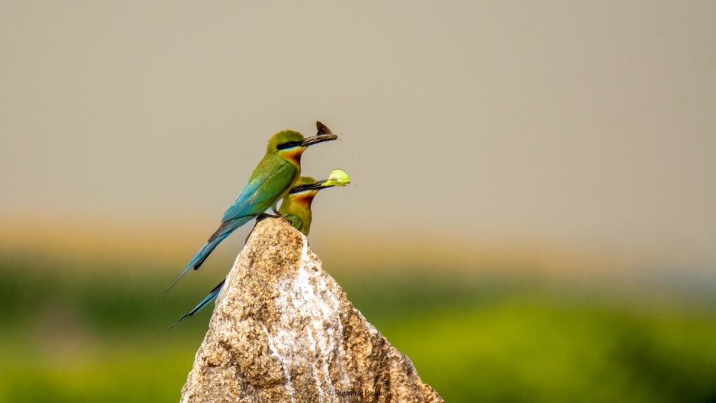 Blue-tailed green bee eaters