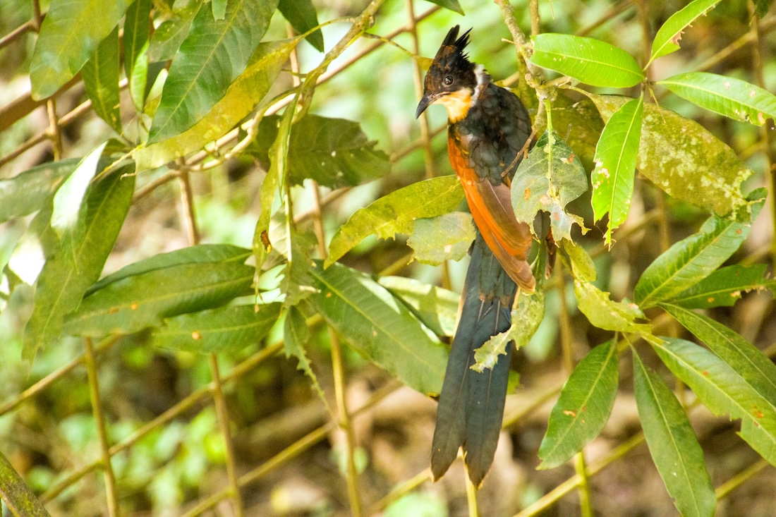 Rare Sighting Of A Chestnut-winged Cuckoo In My Backyard In Kalyani, West Bengal