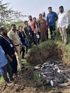 Invasive African Catfish In India: Ecological Threats And Health Risks ...