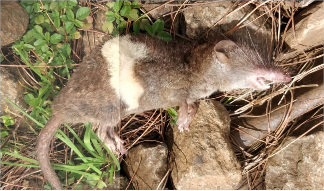 The photograph captured by the team of researchers of the Sonnerat's shrew.